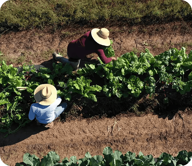 Positive Agriculture